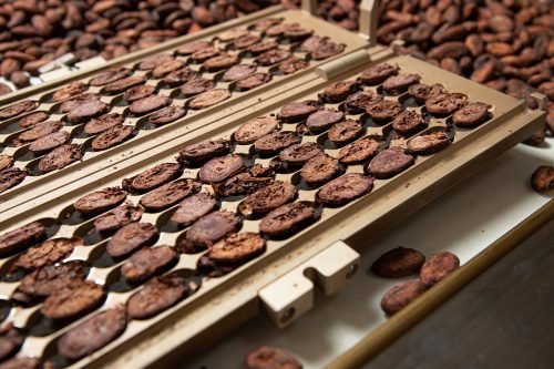 Les graines de cacao